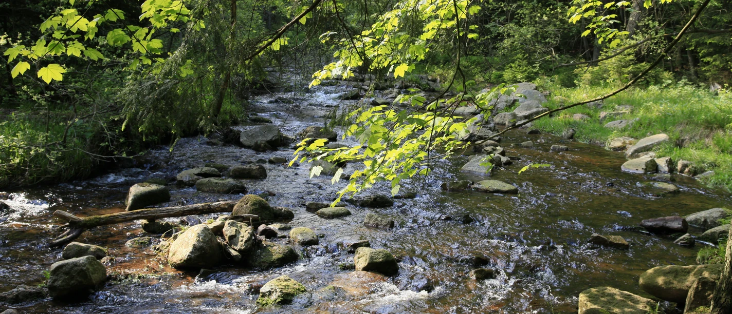 natur-bachlauf3(c)siegfried-richter.JPG