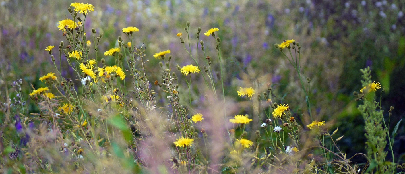 Wiese mit Wildkäutern