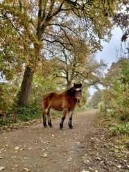 Braunes Pony steht auf einem herbstlichen Waldweg unter alten Eichen.