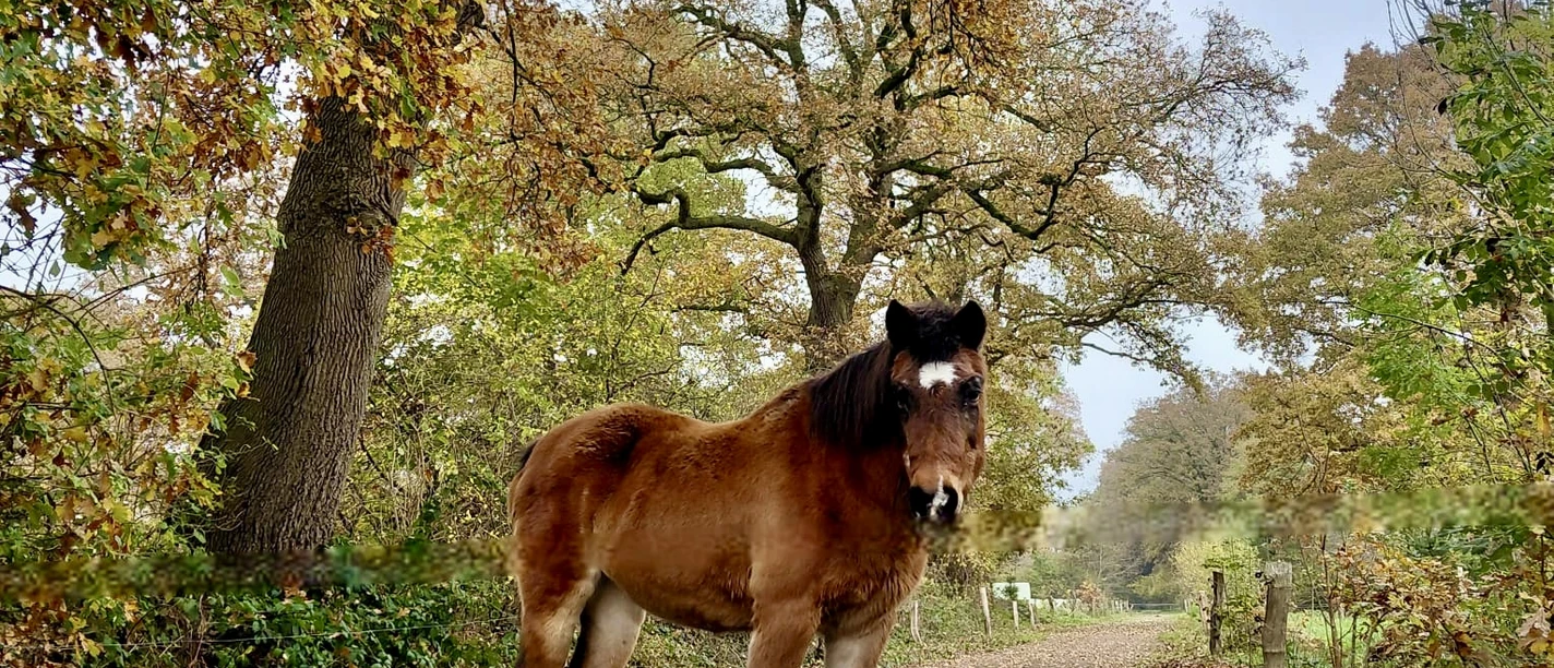 Braunes Pony steht auf einem herbstlichen Waldweg unter alten Eichen.