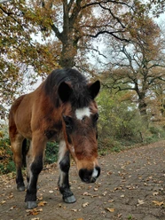 Braunes Pony auf einem herbstlichen Waldweg mit alten Eichen.