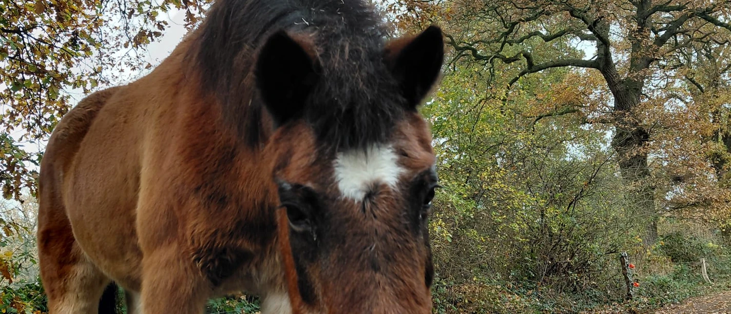 Braunes Pony auf einem herbstlichen Waldweg mit alten Eichen.