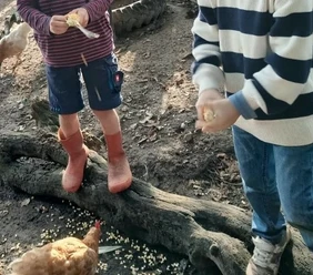 Hof Schatteburg Kinder füttern Hühner im Auslauf auf dem Bauernhof.