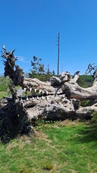 Zwillingsbuche