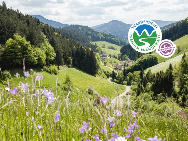 Blühende Bergwiesen am Wiesensteig, Blick ins Tal der Wilden Rench Blühende Bergwiesen am Wiesensteig, Blick ins Tal der Wilden Rench