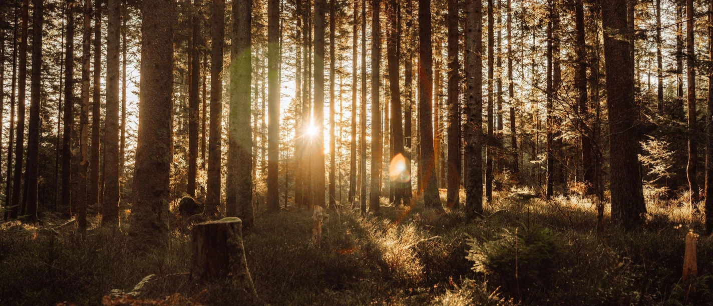 Sonnenaufgang im Wald Sonnenaufgang im Wald