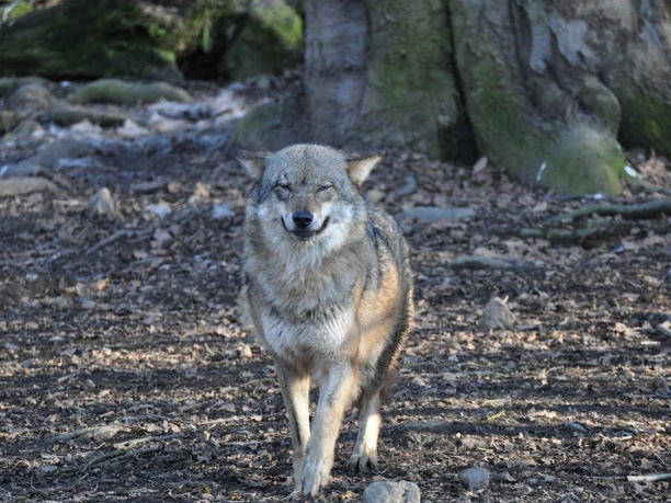 Einzelner Wolf