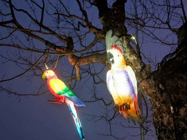 Lichtfestival Rigi Papagei.jpg