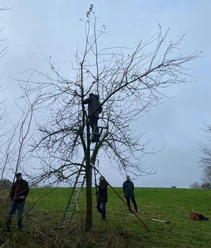 Fachgerechter Baumschnitt Teilnehmende schneiden einen kahlen Obstbaum mit Leiter und Stangenschere auf einer Wiese