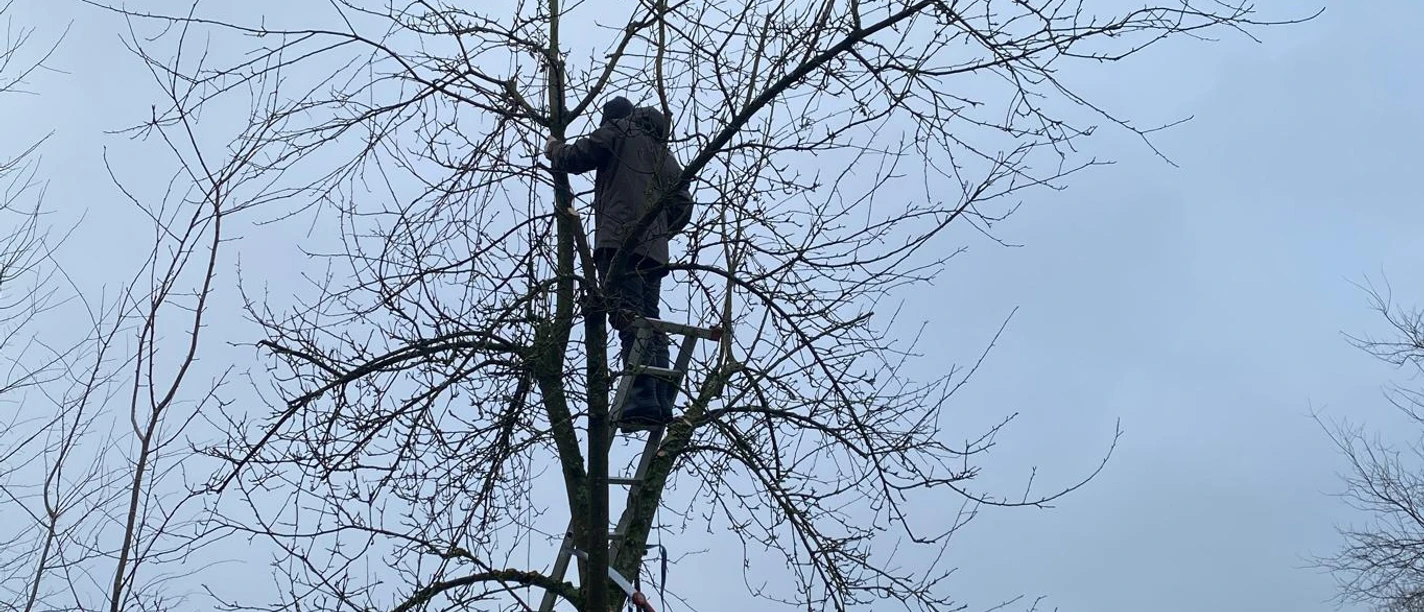 Fachgerechter Baumschnitt Teilnehmende schneiden einen kahlen Obstbaum mit Leiter und Stangenschere auf einer Wiese