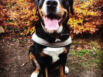 Ein großer Hund sitzt vor herbstlich gefärbtem Laub, neugierig und freudig die Zunge heraushängend.