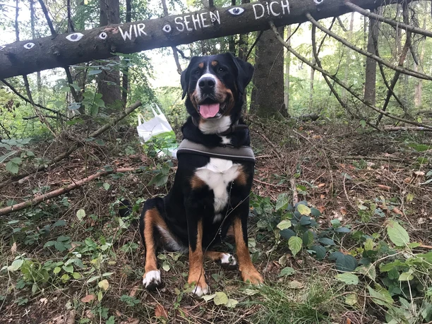 Ein Hund sitzt fröhlich im Wald. Über ihm hängt ein Ast mit der Aufschrift "Wir sehen dich".