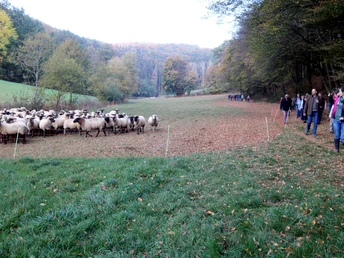 Eine Schafherde grast auf einer Wiese neben einem Wald, während Spaziergänger den Weg säumen.