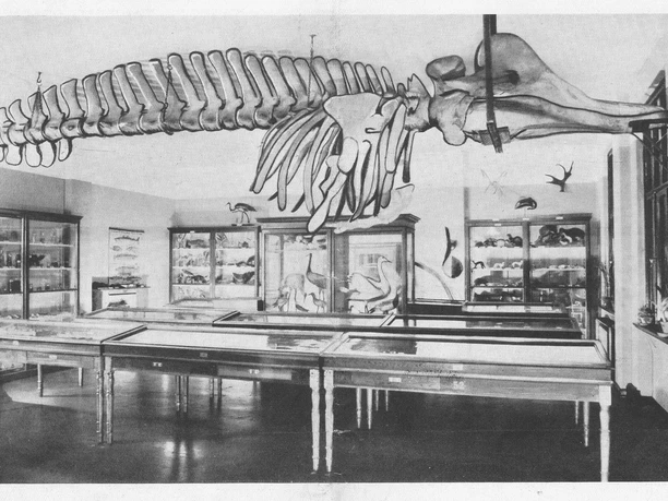 Historische Schwarz-Weiß-Aufnahme eines Ausstellungsraums mit Walskelett und Vitrinen.
