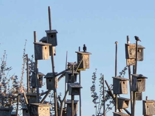 Viele hölzerne Vogelhäuser auf hohen Stangen, mit Vögeln vor blauem Himmel.