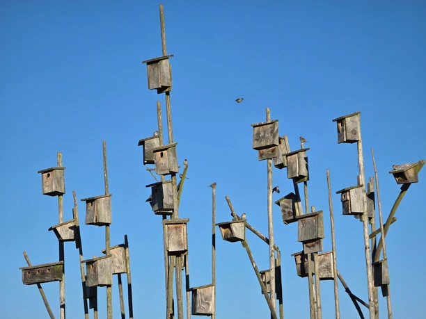 Viele Vogelhäuser aus Holz auf hohen Stangen vor blauem Himmel, mit kleinen Vögeln.