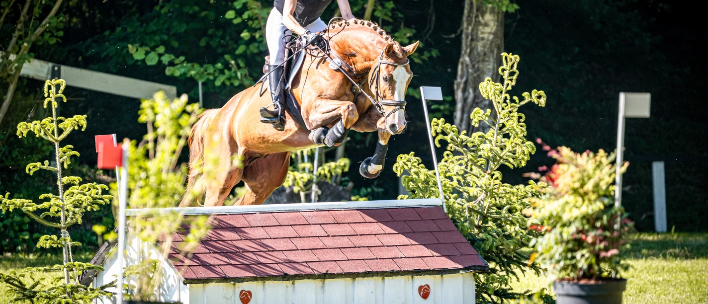 foto-oger-reitsport_2026-05 - Melle Oldendorf-3-0055_Original (priv. Nutzung)_600350a3_.jpg foto-oger-reitsport_2026-05 - Melle Oldendorf-3-0055_Original (priv. Nutzung)_600350a3_.jpg