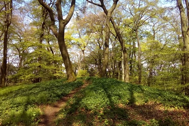 Schöner Waldpfad durch den Teutoburger Wald