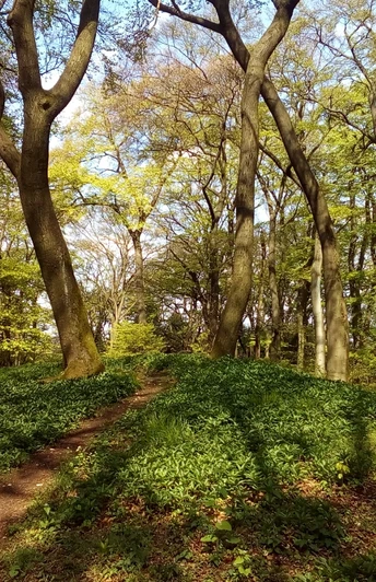 Schöner Waldpfad durch den Teutoburger Wald