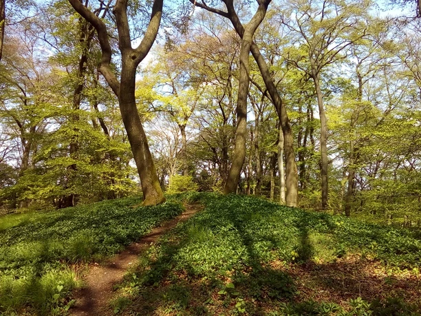 Schöner Waldpfad durch den Teutoburger Wald