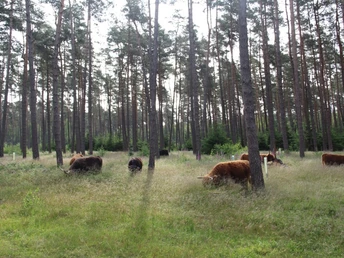 Hochlandrinder im Zuge des Naturschutzgroßprojekts
