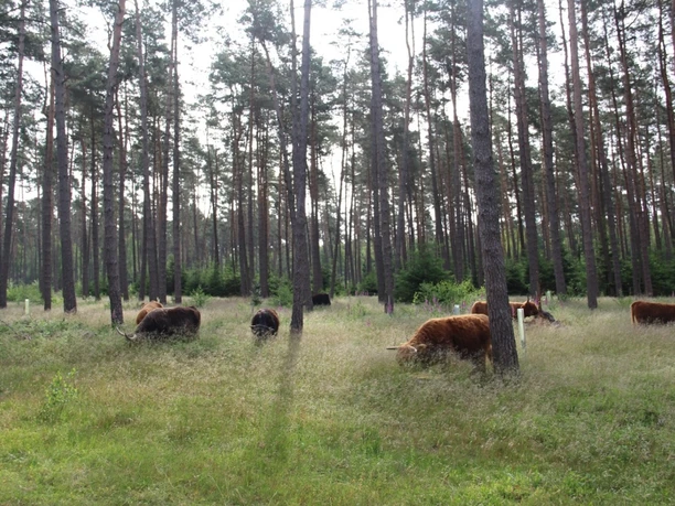 Hochlandrinder im Zuge des Naturschutzgroßprojekts