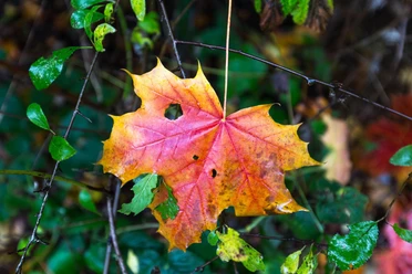 Herbstliche Wandererlebnisse