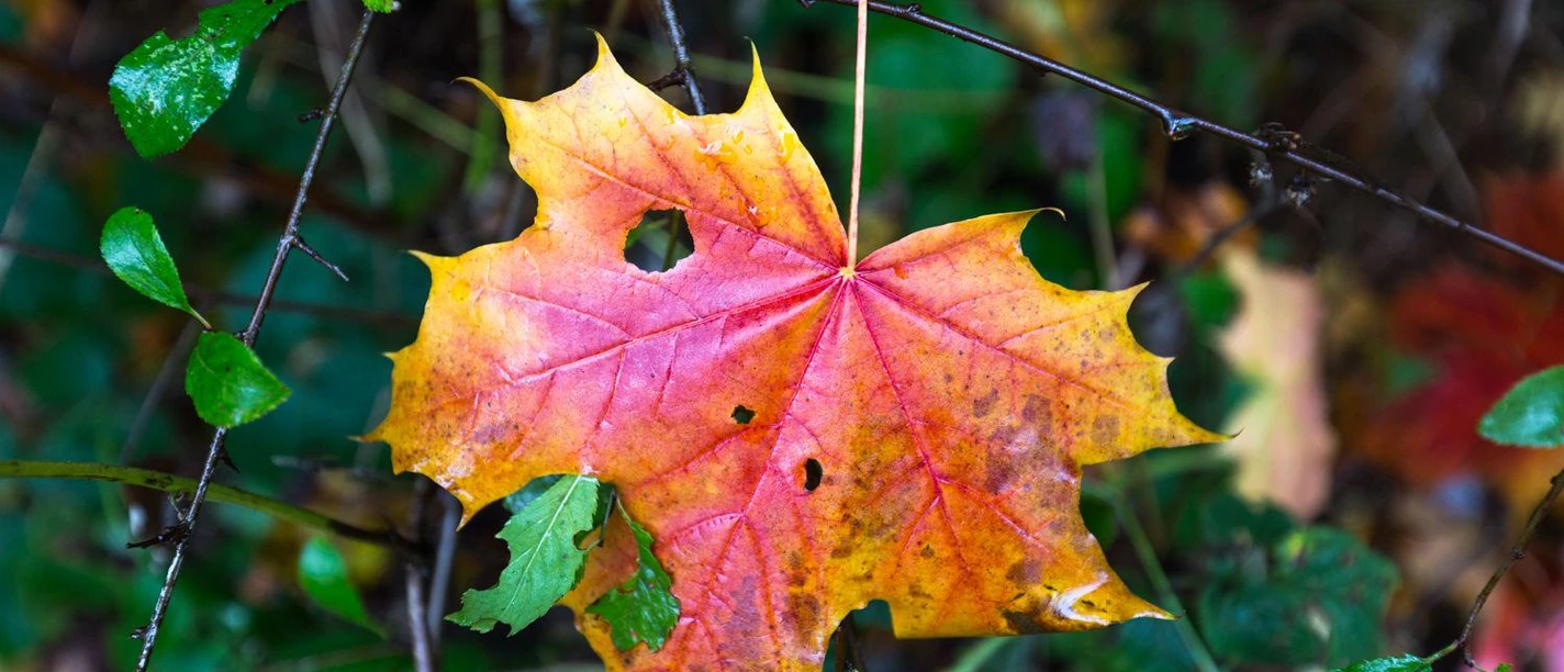 Herbstliche Wandererlebnisse Herbstliche Wandererlebnisse
