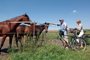 Radtour Schimmelreiters Erben Radler an Pferdeweide unter blauem Himmel