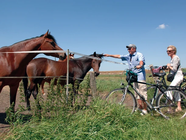 Radtour Schimmelreiters Erben