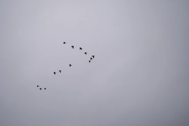 Vogelschar am grauen Himmel.