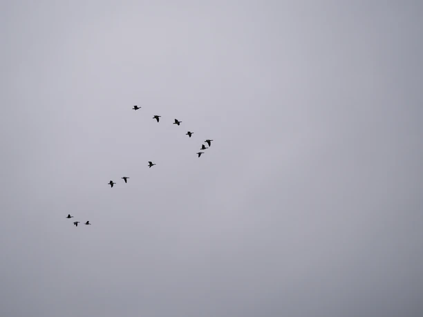 Vogelschar am grauen Himmel. Vogelschar am grauen Himmel.