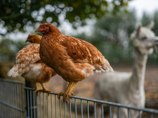Tiere auf dem Hof Tiere auf dem Hof