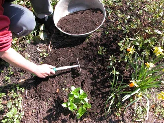 Kompostworkshop Person lockert Erde im Gartenbeet neben Schale mit Kompost und blühenden Narzissen