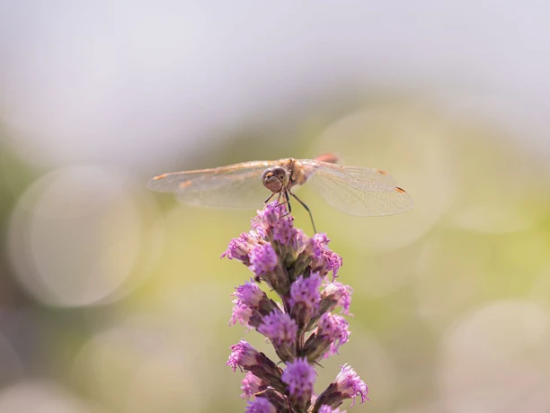 Libelle auf violetter Blüte vor weich verschwommenem Naturhintergrund.