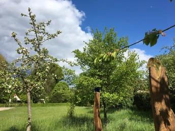 Apfelbäume in voller Blüte und frisches, grünes Gras unter blauem Himmel mit weißen Wolken.