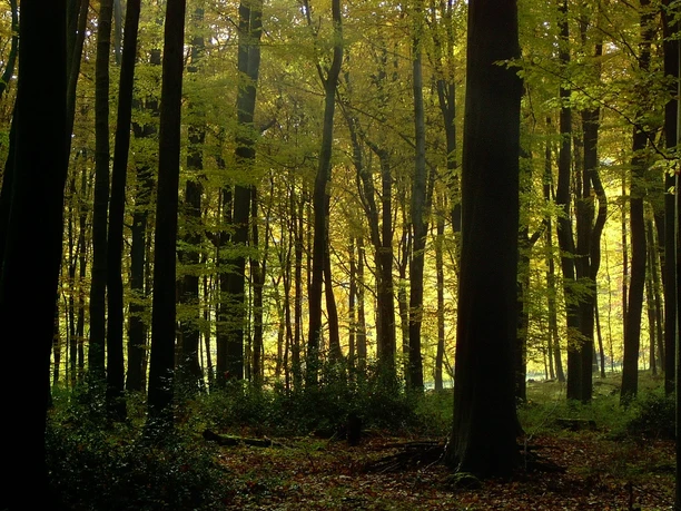 Naturbelassener Wald Dichter Laubwald im Herbst, Sonnenlicht scheint durch das gelbe Blätterdach, schafft eine stimmungsvolle Szenerie.