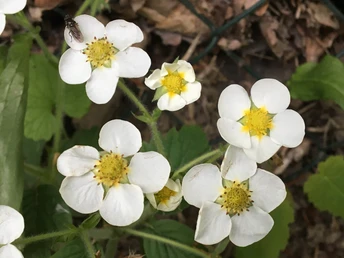 Mehrere weiße Erdbeerblüten mit gelben Zentren, Blattgrün im Hintergrund, eine Fliege auf einer Blüte.