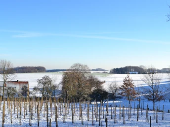 Apfelplantage in Werther Verschneite Landschaft mit einem rotgedeckten Haus, einem kahlen Weinberg und blauem Himmel im Winter.