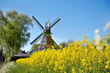 Mühlen in Dithmarschen Windmühle hinter gelbem Blütenfeld
