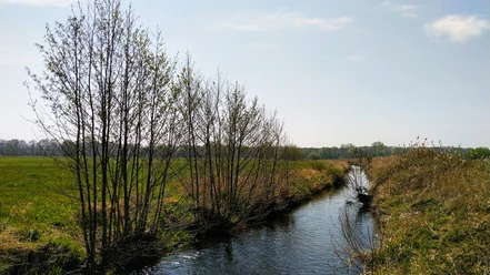 Versmolder Bruch Ein schmaler Bach fließt durch eine grüne Wiesenlandschaft, gesäumt von blattlosen Bäumen.