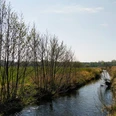 Versmolder Bruch Ein schmaler Bach fließt durch eine grüne Wiesenlandschaft, gesäumt von blattlosen Bäumen.