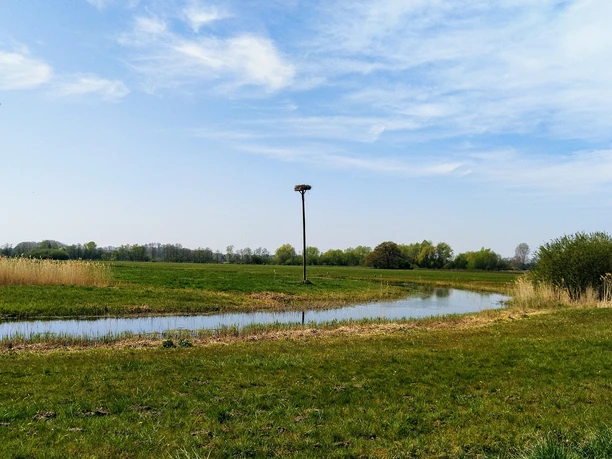 Versmolder Bruch Naturlandschaft mit grünem Feld, Schilf, einem kleinen Fluss und einem Storchennest auf einem Mast.
