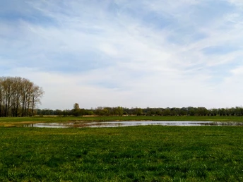 Versmolder Bruch Weite grüne Wiese mit einem kleinen See unter blauem Himmel; links eine Baumreihe am Horizont.