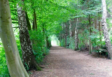 Ein schattiger Waldweg führt von Bäumen gesäumt in die Tiefe des grünen Waldes bei hellem Licht.