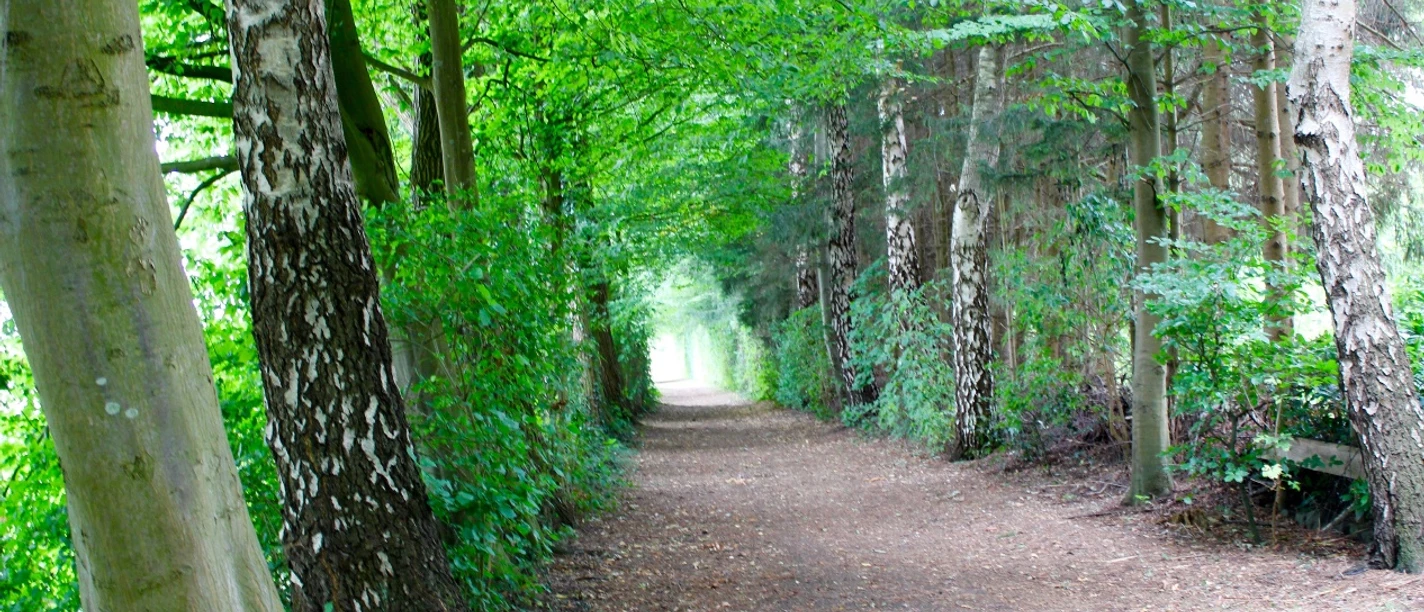 Ein schattiger Waldweg führt von Bäumen gesäumt in die Tiefe des grünen Waldes bei hellem Licht.