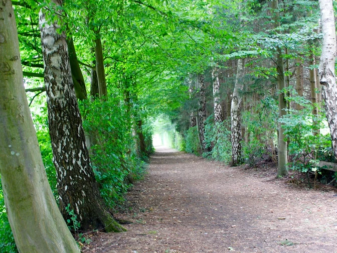 Ein schattiger Waldweg führt von Bäumen gesäumt in die Tiefe des grünen Waldes bei hellem Licht.