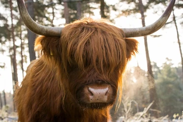 Schottisches Hochlandrind auf eine der zahlreichen Koppeln