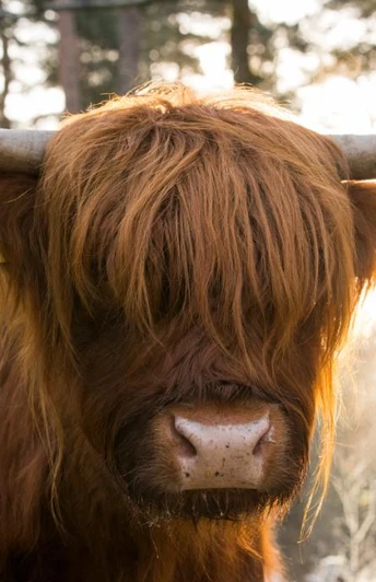 Schottisches Hochlandrind auf eine der zahlreichen Koppeln