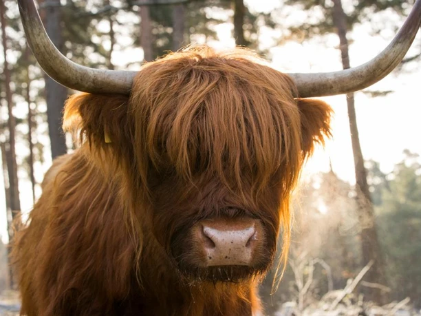Schottisches Hochlandrind auf eine der zahlreichen Koppeln